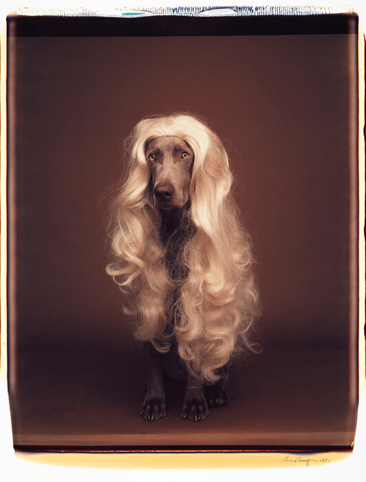 Τα πολύ γκλάμορους σκυλιά του William Wegman