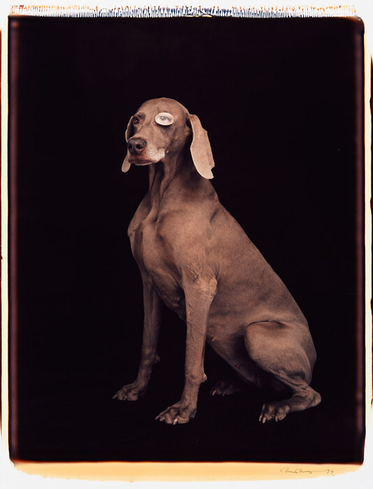 Τα πολύ γκλάμορους σκυλιά του William Wegman