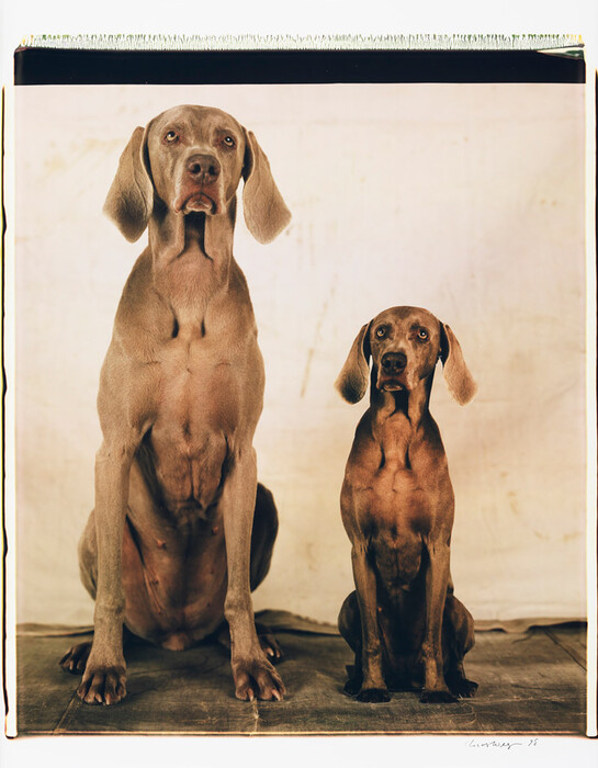 Τα πολύ γκλάμορους σκυλιά του William Wegman