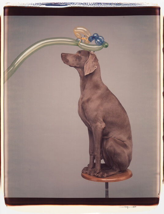 Τα πολύ γκλάμορους σκυλιά του William Wegman