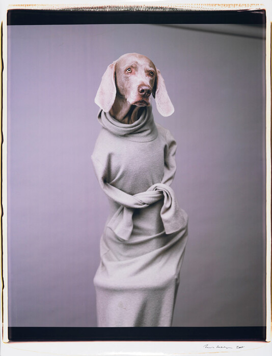 Τα πολύ γκλάμορους σκυλιά του William Wegman