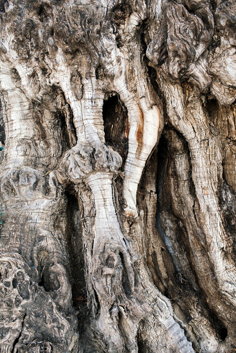 Αυτό το δέντρο παραμένει ζωντανό από τη Ναυμαχία της Σαλαμίνας μέχρι σήμερα