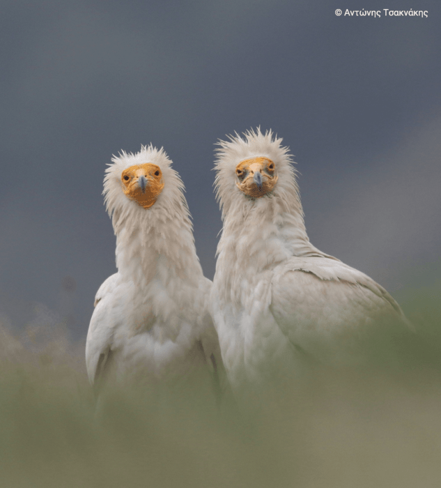 Η ομορφιά των ελληνικών περιοχών Natura 2000 σε 40 εντυπωσιακές φωτογραφίες