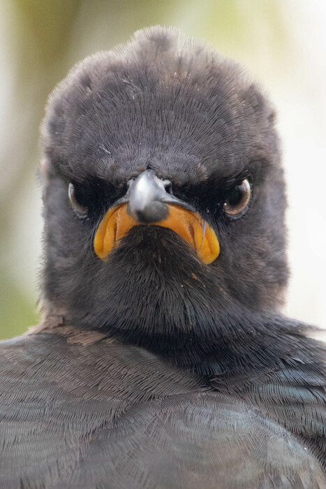 Hilarious Early Entries From the 2021 Comedy Wildlife Photography Awards