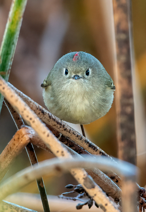 Comedy Wildlife Photography Awards: Όταν η φύση έχει κέφια