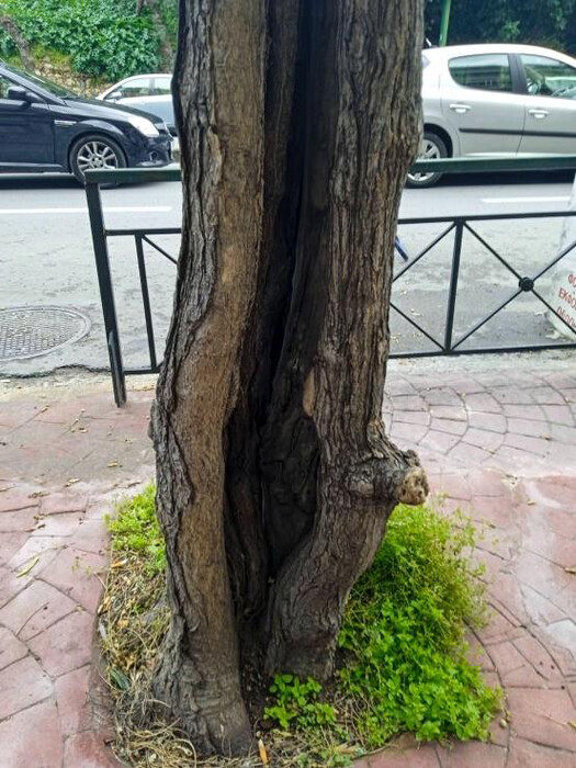 Υπερβολικό κλάδεμα δέντρων: Τι επιπτώσεις θα έχει στο μικροκλίμα της Αθήνας;