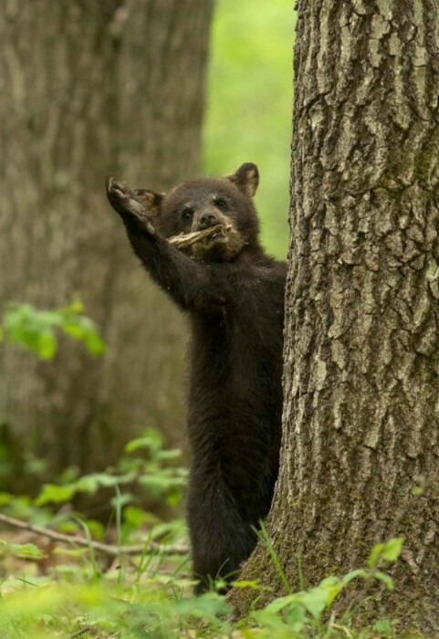 Comedy Wildlife Photography Awards: Μια ζέβρα «αερίζεται», ψάρια «χαμογελούν» και ένα ρακούν χαιρετάει