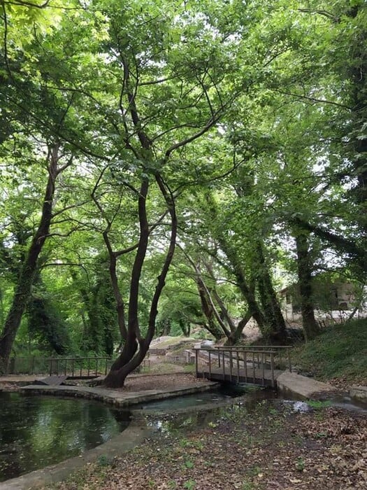 Φθιώτιδα: Σε «καραντίνα» πλατανόδασος 1.000 στρεμμάτων - Λόγω ασθένειας που «σκοτώνει» τα υπεραιωνόβια πλατάνια