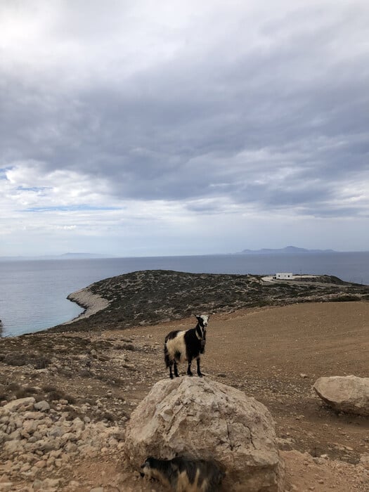 δονούσα