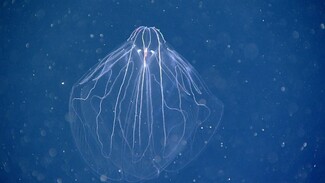 Stunning New Red Jellyfish Species Photographed in the Deep Sea