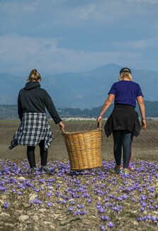 Το Μουσείο Κρόκου στην Κοζάνη, ένα όνειρο δεκαετιών των καλλιεργητών του μοναδικού φυτού