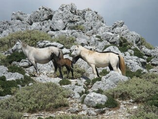 Dev- 25 χειμερινές εκδρομές σε όλη την Ελλάδα