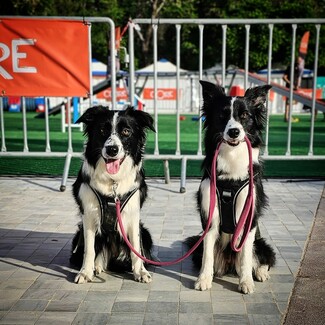 Αγαπάς τους σκύλους; Eρχεται το Woof Festival | Topetmou