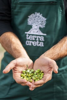 Terra Creta: Το αυθεντικό εξαιρετικό παρθένο ελαιόλαδο, όπως πρέπει να είναι