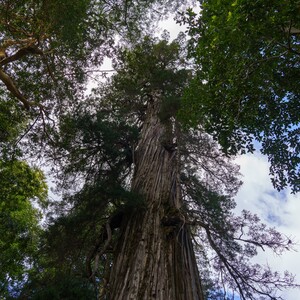 Eπιστήμονες ισχυρίζονται ότι εντόπισαν το γηραιότερο δέντρο στον κόσμο- Ηλικίας έως και 5.484 ετών