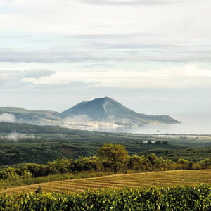 Messinia Terroirs