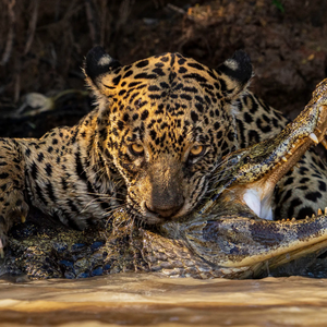 Εκπληκτικές εικόνες από τον διαγωνισμό Wildlife Photographer of the Year