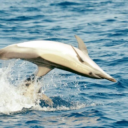 Στην Αλόννησο καταγράφεται πρωτοφανής αύξηση δελφινιών στο θαλάσσιο πάρκο