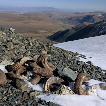 Μογγολία: Τα χιόνια έλιωσαν αποκαλύπτοντας λείψανα ζώων και εργαλεία από την εποχή του Χαλκού 