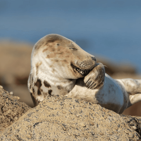 Comedy Wildlife Photography Awards: Όταν η φύση έχει κέφια