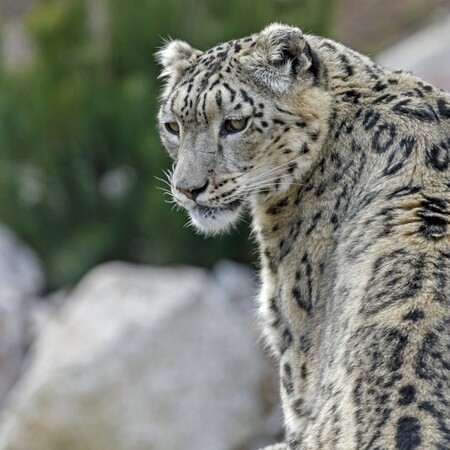 Snow leopard at Illinois zoo dies after contracting Covid-19