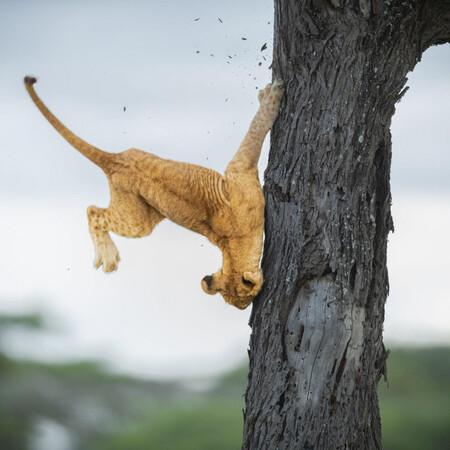 Wildlife Funny Photos Awards 2022: Ανακοινώθηκε η νικήτρια με την καλύτερη εικόνα-Οι 10 καλύτερες φωτογραφίες 