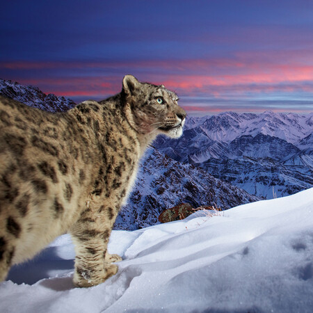 Wildlife Photographer of the Year: «Ο κόσμος της λεοπάρδαλης του χιονιού» απέσπασε το βραβείο κοινού