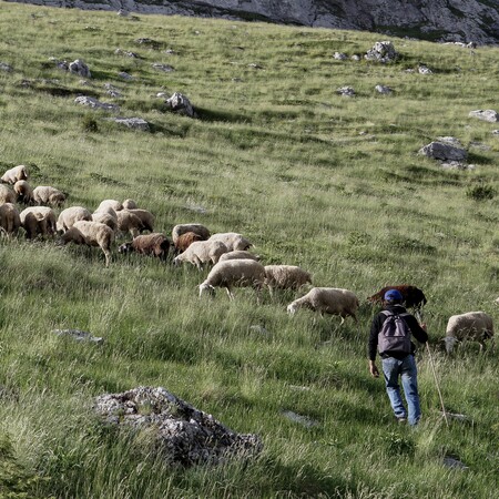 Καβάλα: Νεκρός 55χρονος βοσκός- Πήγε να κόψει δέντρο και καταπλακώθηκε