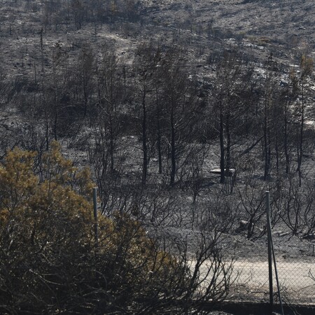 WWF: Οκτώ μέτρα για την αποτελεσματική αντιμετώπιση των δασικών πυρκαγιών 