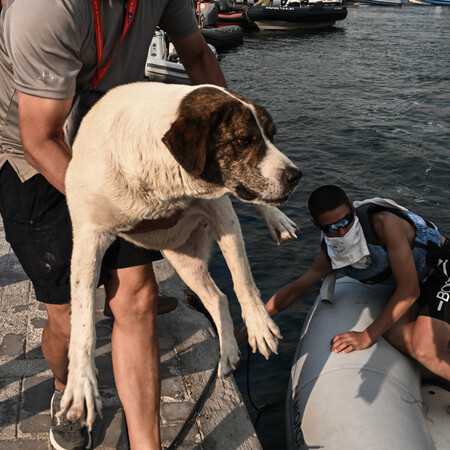 Φωτιά στη Μαγνησία: Δια θαλάσσης εκκενώσεις - Αρτοποιός: Ασφαλής εικόνα 