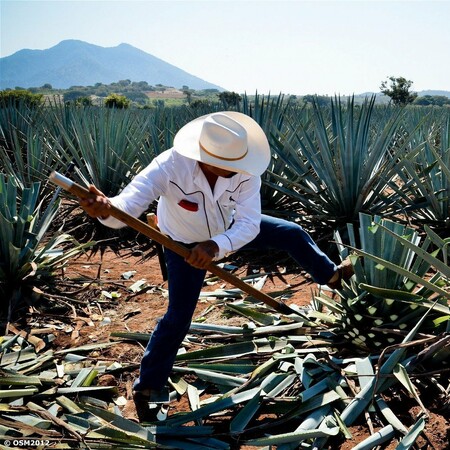 mezcal