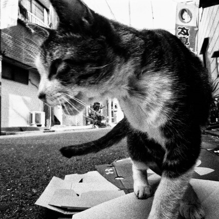 Oι στοιχειωμένες φωτογραφίες του Daido Moriyama για τις αδέσποτες γάτες του Τόκιο