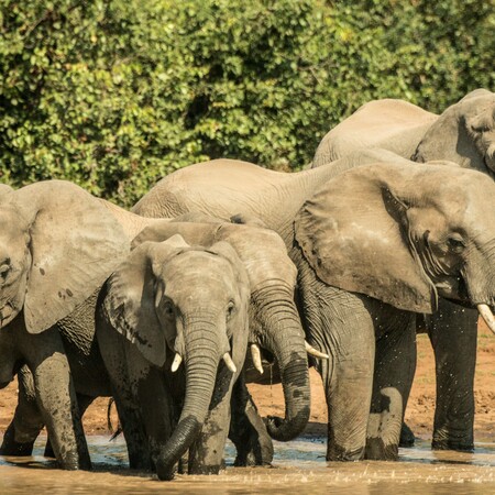 Οι ελέφαντες χρησιμοποιούν ονόματα σύμφωνα με νέα επιστημονική έρευνα