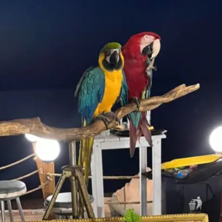Χαλκιδική: Έκοψε τα φτερά παπαγάλων και ζητούσε οκτώ ευρώ για φωτογραφία- Πρόστιμο 20.000 ευρώ