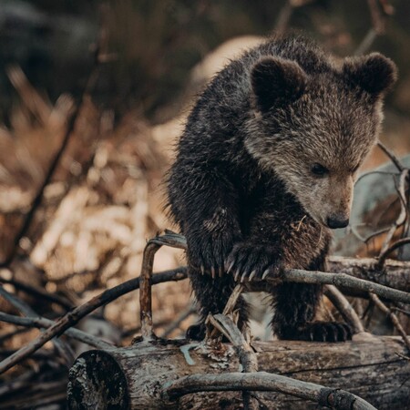 Η Ρουμανία αποφάσισε τη θανάτωση σχεδόν 500 αρκούδων μέχρι τέλος του 2024