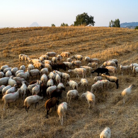 Πανώλη στα αιγοπρόβατα: Εννέα τα κρούσματα- Έχουν θανατωθεί πάνω από 2.400 ζώα 