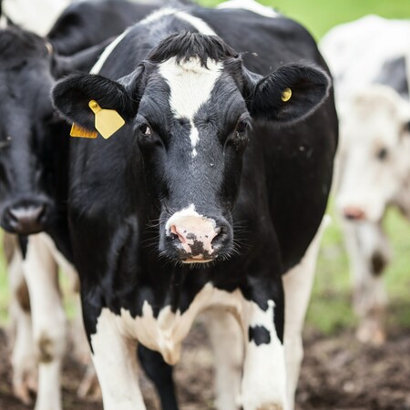 Πρέσπες: Δέκα αγελάδες σκοτώθηκαν από κεραυνό που έπεσε σε κτηνοτροφική μονάδα
