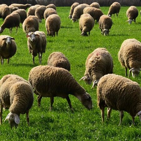 Πανώλη στα αιγοπρόβατα: Όλα όσα πρέπει να γνωρίζετε - 12 ερωταπαντήσεις
