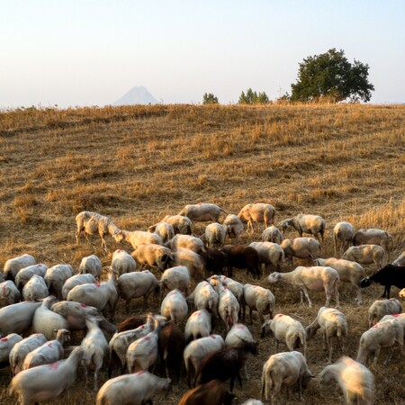 Πανώλη στα αιγοπρόβατα: Συνεχίζονται πυρετωδώς οι έλεγχοι στις κτηνοτροφικές μονάδες της Θεσσαλίας