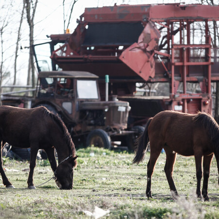 Έβρος: Νεκρά άλογα λόγω καύσωνα και λειψυδρίας