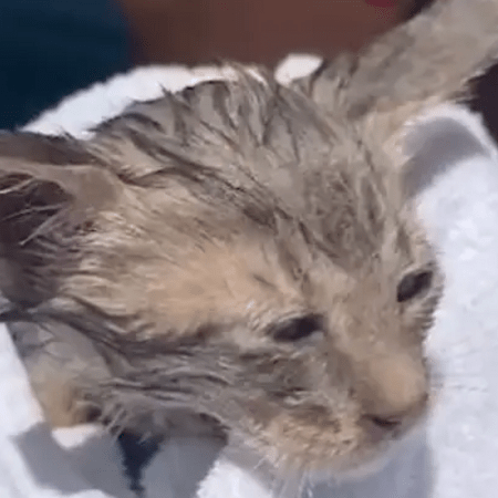 Τουρίστρια έσωσε μία μικρή γάτα που πνιγόταν στο λιμάνι των Σπετσών