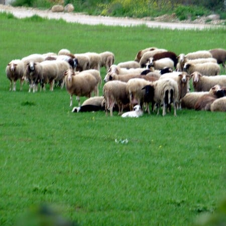 Ανησυχία για την πανώλη: «Συνεχίζονται οι έλεγχοι για να εντοπιστούν οι πηγές μόλυνσης»