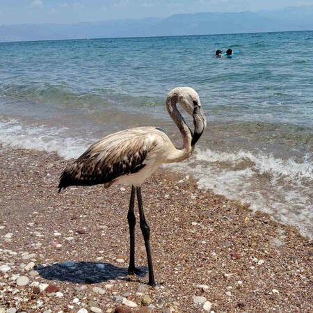 Έκκληση της ΑΝΙΜΑ για τα νεαρά φλαμίνγκο που χάνουν το σμήνος τους τις τελευταίες ημέρες