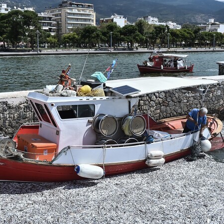 Λιμεναρχείο Βόλου: Σε ποιες παραλίες του Παγασητικού απαγορεύεται η κολύμβηση λόγω των ψαριών