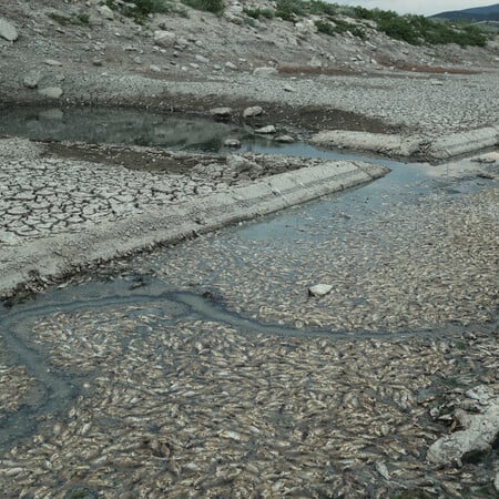 Βόλος: Επιτρέπεται και πάλι το κολύμπι στις παραλίες - Τι έδειξαν οι αναλύσεις