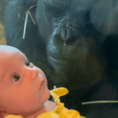Η viral στιγμή που γορίλας επιχείρησε να φιλήσει μωρό μέσα από γυάλινο τοίχο