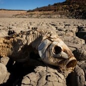 Η χειρότερη επισιτιστική κρίση στη Νότια Αφρική εδώ και δεκαετίες λόγω Ελ Νίνιο