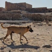 Απόλλωνας, ο σκύλος που ανέβηκε στις Πυραμίδες της Αιγύπτου