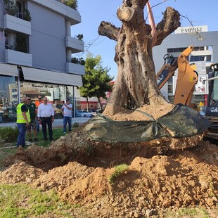 Μια υπεραιωνόβια ελιά 300 ετών έγινε «δημότης» Ηρακλείου Αττικής