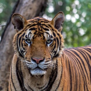 Μπαγκλαντές: Συνέλαβαν μετά από 20 χρόνια αναζήτησης λαθροκυνηγό - Πιστεύεται πως είχε σκοτώσει 70 τίγρεις 